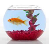 Goldfish bowl